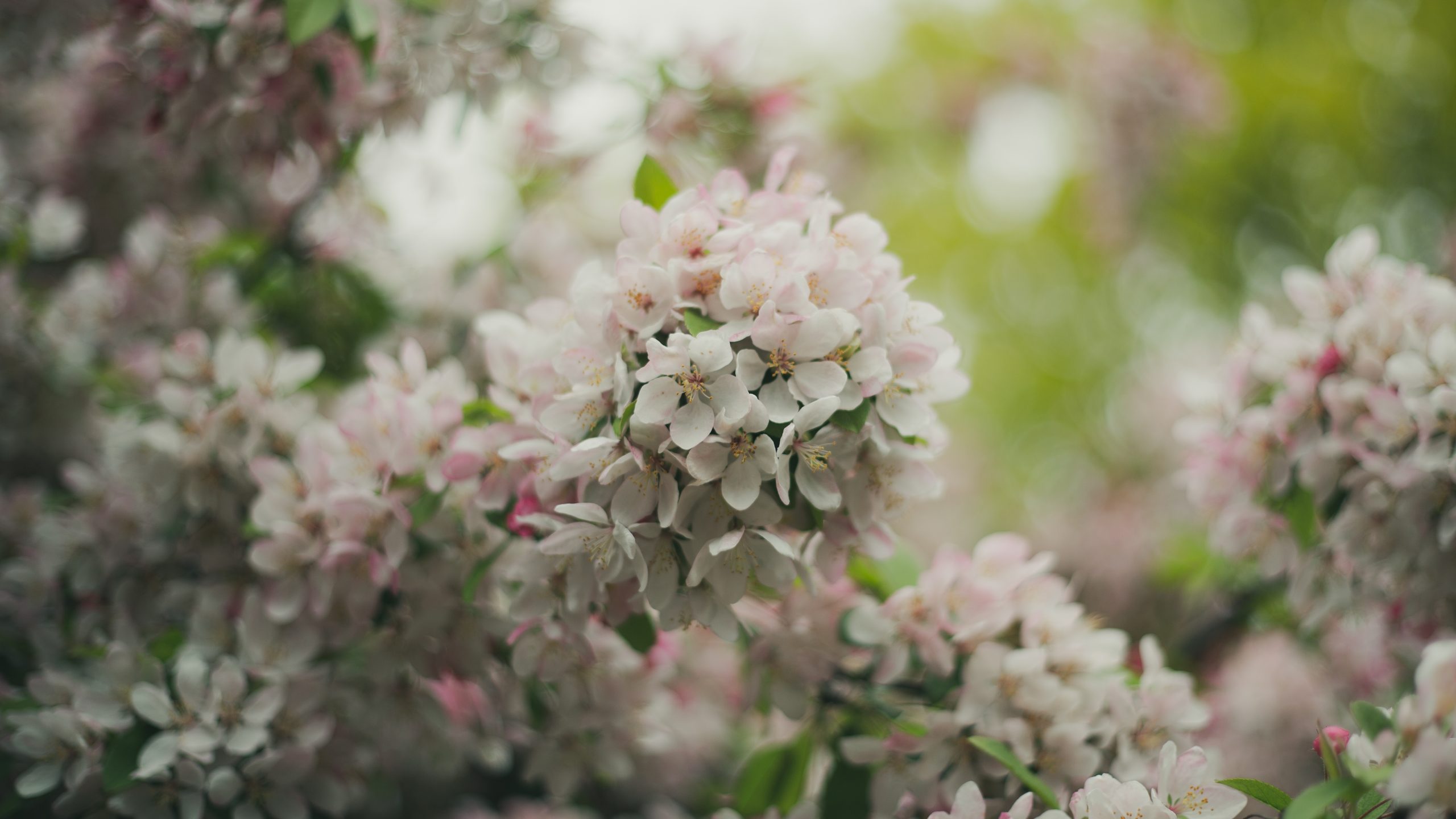 Cherry Blossoms in April